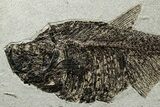 Large Fossil Fish (Diplomystus) - Wall Mount #300368-2